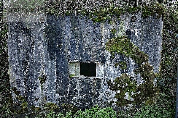 Bunker Cheneux von Aussen frontal  zugewachsen mit Moos  Gras  Efeu und anderen Pflanzen  2. Weltkrieg  gebaut 1933-1936  Ardennen Offensive  Cheneux  Ardennen  Belgien  Europa