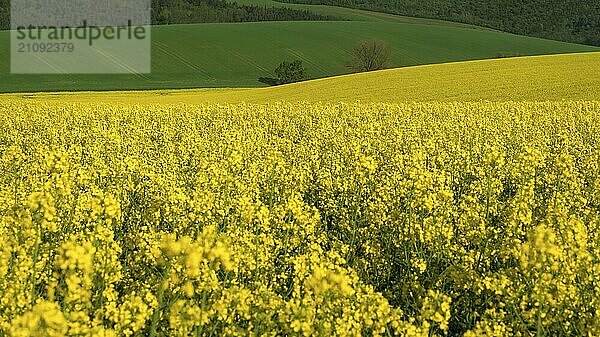 Schöne Landschaft mit gelben Rapsfeldern und grünen Hügeln  an einem sonnigen Sommertag  in der Nähe des Dorfes Korycany  in Südmähren  Tschechische Republik  Europa