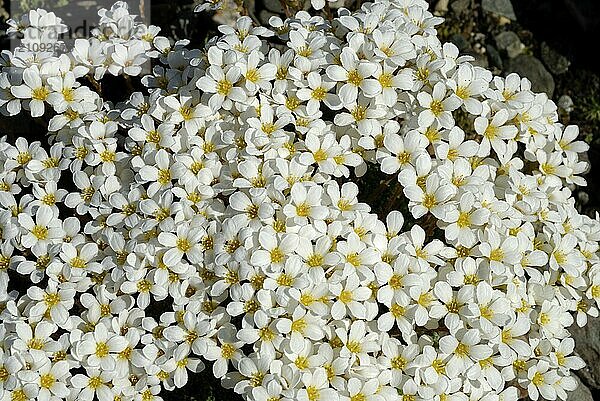 Saxifraga  Botanical Garden  Tromsö  Troms  Norway  Europe