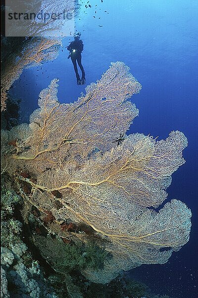 Fächerkoralle (Annella mollis) Synonym (Subergorgia mollis) im Hintergrund Silhoette von Taucher  Rotes Meer  Ägypten  Afrika