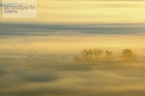 Gänseschwarm fliegt über Morgennebel im Herbst mit Baumkronen in Silhouette