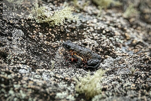 Nahaufnahme einer winzigen  wunderschönen Maldonada Rotbauchkröte  einer endemischen brasilianischen Kröte  auf Granitfelsen mit Moospflanzen vor dunklem Hintergrund  Itatiaia  Brasilien  Südamerika