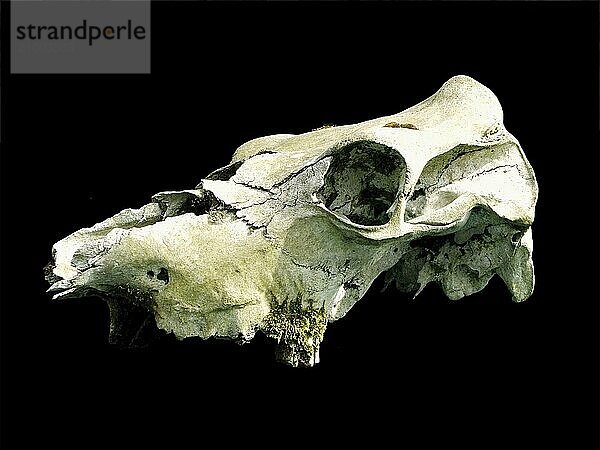 Alter verwitterter Kuhschädel mit geknackten Knochen und Moos auf schwarzem Hintergrund