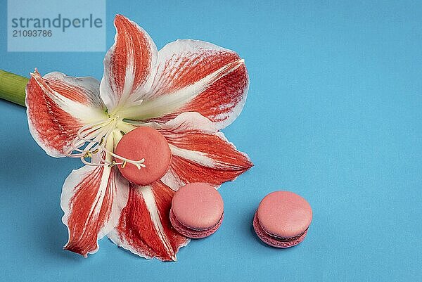 Süße Makronen und rosa Blütenblätter Blume auf einem blauen Hintergrund. Buntes Bild mit rosa Keksen und Blume