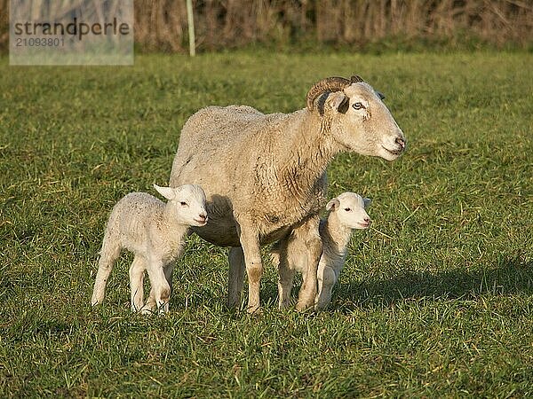 Schafmutter mit zwei Lämmern auf einer grünen Wiese. Die Lämmer schauen fröhlich  Borken  münsterland  Deutschland  Europa