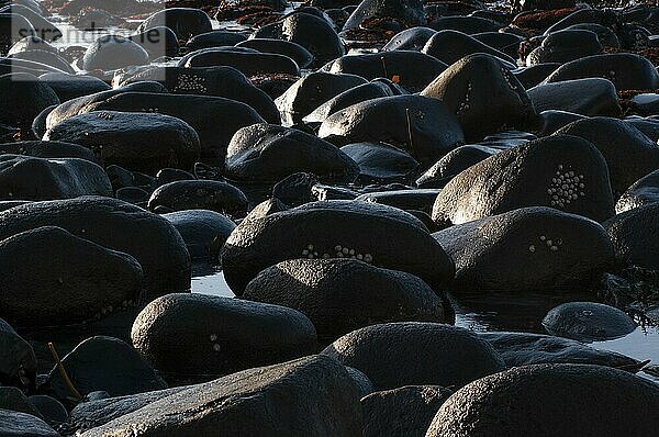 Rounded black stones  Unnstad beach on the Lofoten island of Vestvågøya Lofoten  Northern Norway  Norway  Europe