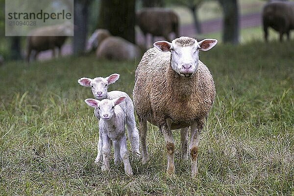 Schafmutter mit zwei Lämmern auf einer Weide