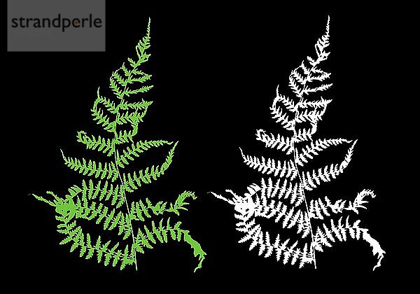 Modernes Farndesign in kräftigen grünen und weißen Farben auf schwarzem Hintergrund