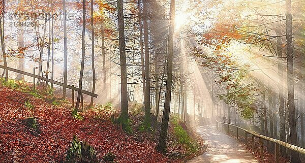 Heiteres Panorama mit einem Weg durch den bunten Wald mit Herbstlaub  unter dem verträumten Licht der Oktobersonnenstrahlen  im Bayerischen Wald