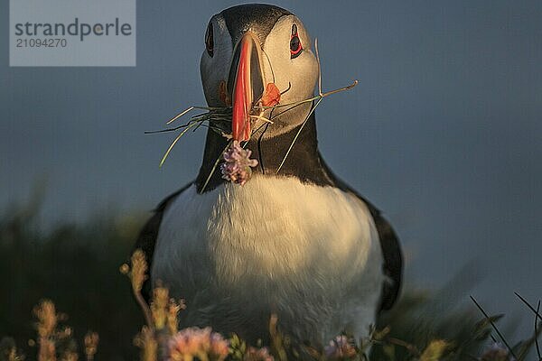 Papageitaucher (Fratercula arctica) steht im Abendlicht der Mitternachtssonne in einer Blumenwiese  frontal  Küste  Sommer  Latrabjarg  Westfjorde  Island  Europa