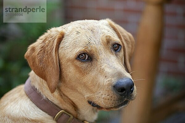 A beautiful  young golden labrador retriever with a friendly smile on his face.