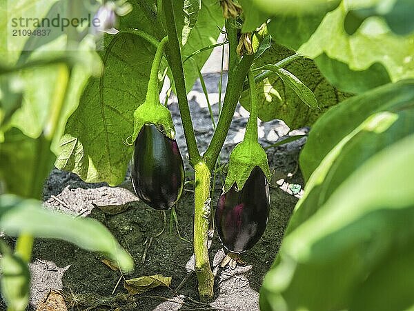 Zwei wachsende Auberginen im Garten im Sommer