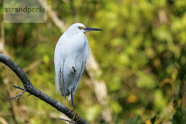 Silberreiher (Ardea alba) auf einem kahlen Ast vor grünem Hintergrund  Pantanal Feuchtgebiete  Mato Großo  Brasilien  Südamerika