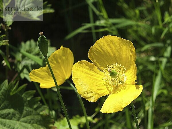 Nahaufnahme von zwei leuchtend gelben walisischen Mohnblumen vor sonnenbeschienenem grünem Hintergrund mit Samenkapsel