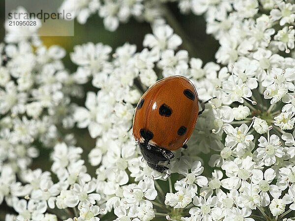 Marienkäfer (Coccinellidae) auf weißer Blüte  unscharfer Hintergrund  Nordrhein-Westfalen  Deutschland  Europa