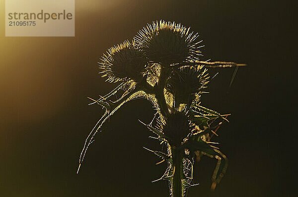 Distel im Gegenlicht