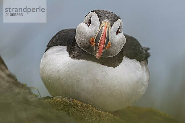 Papageitaucher (Fratercula arctica) sitzt auf einer Klippe am Meer  frontal  Porträt  Sommer  Latrabjarg  Westfjorde  Island  Europa