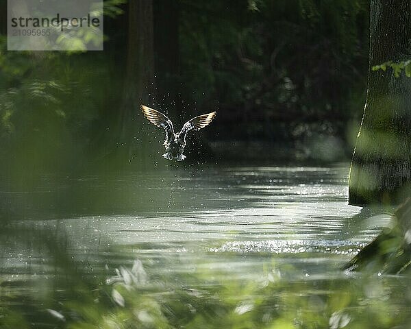 Stockente (Anas platyrhynchos) steigt aus Wasser auf und fliegt  Flügel erstrahlen im Gegenlicht  viele Wassertropfen um die Ente  Stämme der Sumpfzypresse erkennbar  Hintergrund dunkel und grün  Vordergrund verschwommene grüne Pflanzen und Gewässer  Dortmund  Nordrhein-Westfalen  Deutschland  Europa