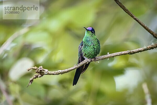 Nahaufnahme einer auf einem Ast sitzenden Veilchenkopfnymphe vor unscharfem Hintergrund  Vorderansicht  Serra da Mantiqueira  Atlantischer Wald  Itatiaia  Brasilien  Südamerika