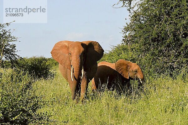 Kenia Roter Elefant Frontansicht und Elefant im Ost Tsavo Park