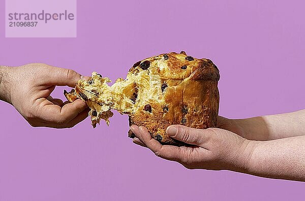 Teilen eines hausgemachten Panettone  minimalistisch auf einem lila Hintergrund. Mann Hand packt ein Stück von einem Panettone  in Bäcker Hände gehalten