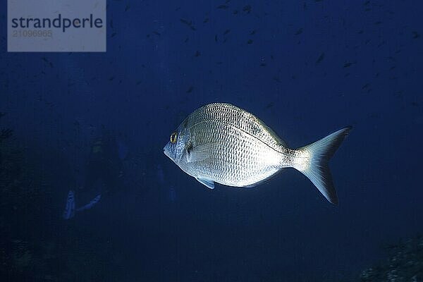 Einzelner silberner Fisch  Spitzbrasse (Diplodus puntazzo)  schwimmt im blauen Ozean. Tauchplatz Halbinsel Giens  Provence Alpes Côte d'Azur  Frankreich  Europa. Einfarbig blauer Hintergrund  Europa