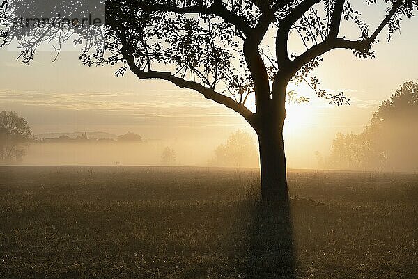 Verträumte Atmosphäre mit der Silhouette eines Apfelbaums auf einer Wiese  während die Sonne durch den Nebel aufsteigt  an einem warmen Tag im Oktober  in Deutschland