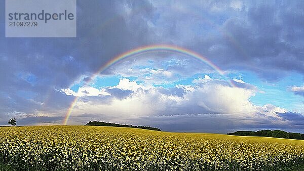 Panorama  Regenbogen über einem Rapsfeld