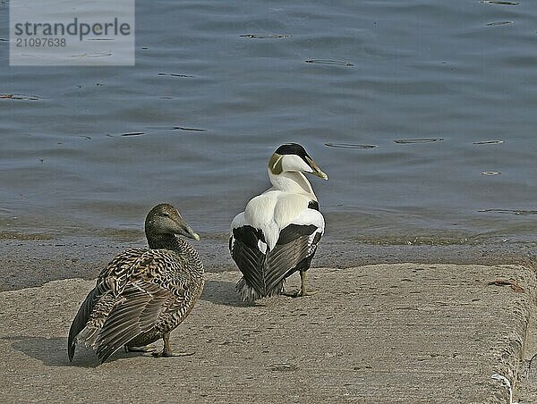 Eiderentenpaar auf der Helling in Seahouses  Northumberland