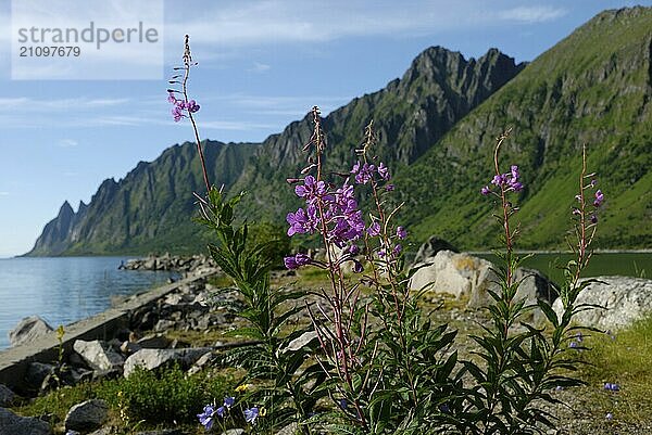 Blooming sally at Ersfjord  Senja  Troms  Norway  Europe