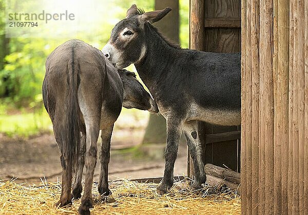 Zwei niedliche und lustige Esel  die sich an einem sonnigen Frühlingstag vor einem Holzstall umeinander kümmern