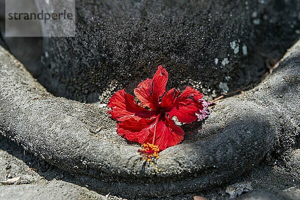 Betende Hände mit roter Blume geschmückt  betend  Hinduismus  Glaube  Frieden  friedlich  Tempel  Tempelfigur  Bali