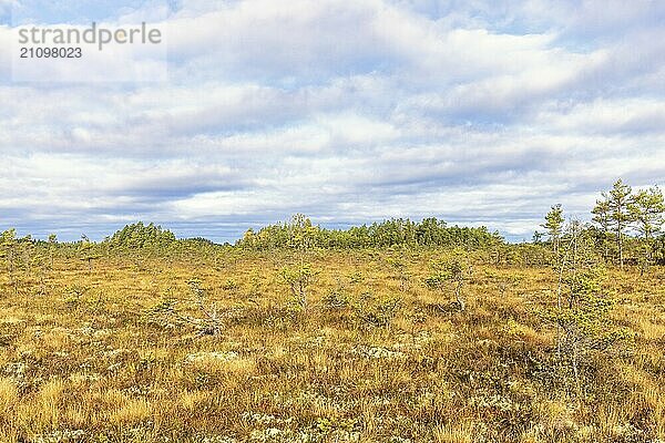 Blick auf ein schönes  ödes Moorgebiet im Sonnenschein im Herbst mit Kiefern und Wolken am Himmel