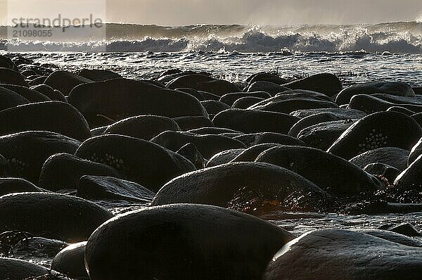 Rounded black stones and surf  Unnstad beach on the Lofoten island of Vestvågøya Lofoten  Northern Norway  Norway  Europe