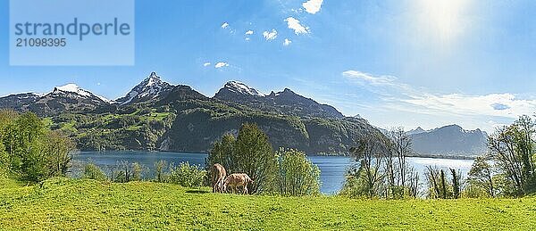 Schönes Sommerpanorama mit den Schweizer Alpen  dem Walensee und grünen Wiesen mit grasenden Eseln  in Quarten  Schweiz  Europa