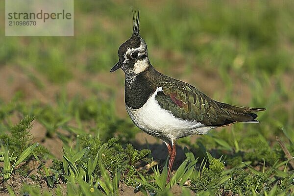 Lapwing  (Vanellus vanellus)  Worms district  Worms  Rhineland-Palatinate  Federal Republic of Germany