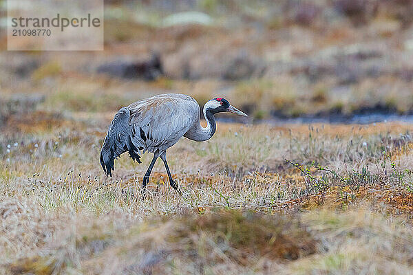 Common crane (Grus grus)  Värmland  Sweden  Europe