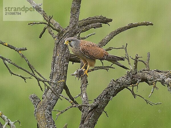 Turmfalke mit Beute in den Krallen auf einem verdrehten Ast vor grünem Hintergrund  Turmfalke (Falco tinnunculus)  Männchen  Hessen  Deutschland  Europa