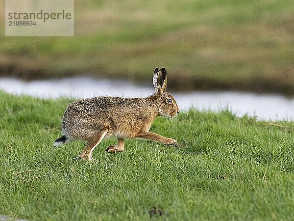 European Hare (Lepus europaeus)  running across meadow  island of Texel  Holland