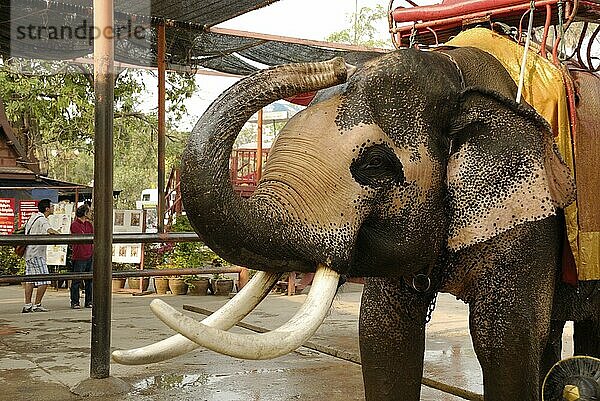 Elefant  Ayutthaya  Thailand  Asien