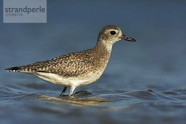 Little Ringed Plover (Pluvialis squatarola)  Ft. De Soto Park  St. Petersburg  Florida  USA  North America