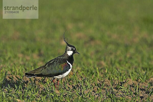 Lapwing  (Vanellus vanellus)  Worms district  Worms  Rhineland-Palatinate  Federal Republic of Germany