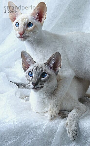 Siamkatze red-silver-tabby und seal-silver-tabby rötliche Färbung und bräunliche Färbung Geschwister zwei Kater  beide 5 Monate alt