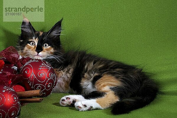 Maine Coon black-tortie-tabby  kitten female 12 weeks old