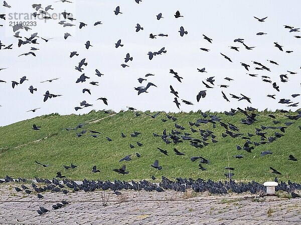 European Jackdaw (Corvus monedula) flock of birds gathering late evening  on sea dyke  before going to roost  island of Texel  Holland