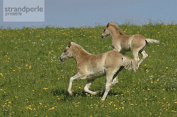 Zwei Haflingerfohlen im Galopp