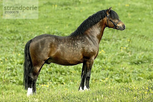 Schönes braunes Welsh Pony