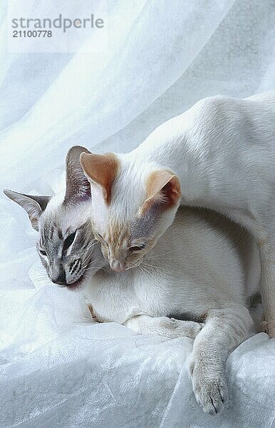 Siamkatze Geschwister zwei Kater