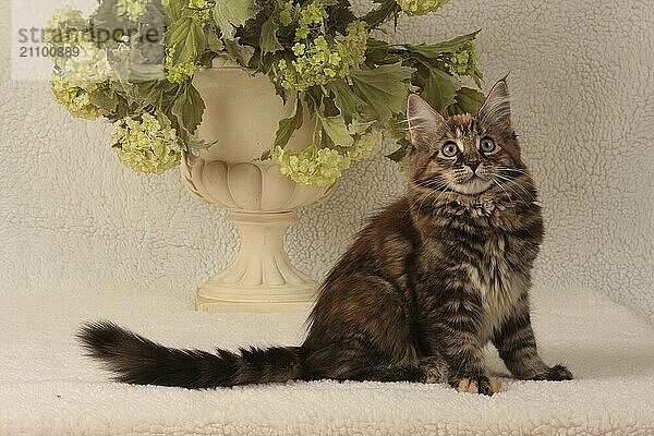 Norwegian Forest Cat  sits  looks curious  Norwegian forest cat  kit looks curious