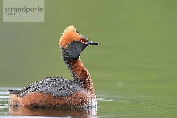 Horned Grebe (Podiceps auritus) swims in water  Västergotland  Sweden  Europe